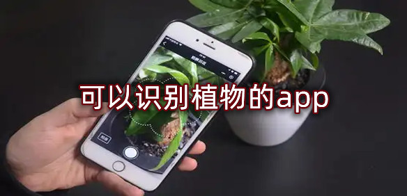 可以识别植物的app